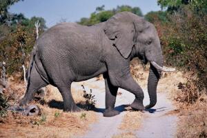 Moremi_elephant.jpg