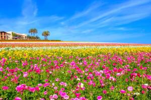 Superfloracion California.jpg