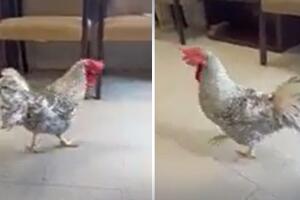 Gallo "Cluck Norris"