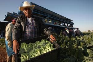 Campesino cosecha brocoli