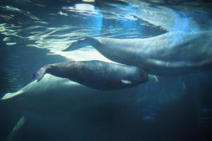 Baby Beluga Whale Welcomed At Chicago's Shedd Aquarium
