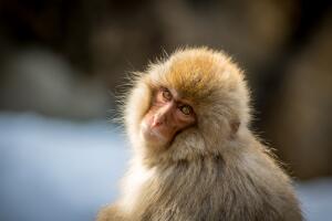 monos-macacos_2.jpg