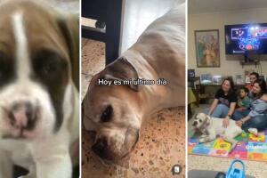 perrito_despedida_tiktok