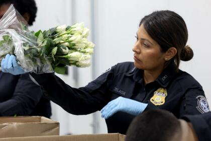 MIAMI, FLORIDA - FEBRUARY 12: Skarlette Zelada, U.S. Customs and Border Protection Agriculture Specialist, inspects flowers for foreign pests or diseases in the FedEx Cargo hub at Miami International Airport on February 12, 2025 in Miami, Florida. FedEx transfers millions of fresh flowers through the hub for Valentine's season by increasing air capacity from Colombia and Ecuador. They will transport over 2.2 million pounds of flowers from these countries in February. (Photo by Joe Raedle/Getty Images)