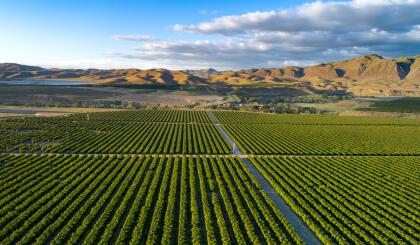 Olive Plantation in Bakersfield, California. Beautiful Sunset Light