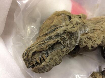 Son De La Era Del Hielo Pero Fueron Encontrados En Impecable