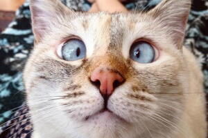 gatinha-vesga-muni-1.jpg
