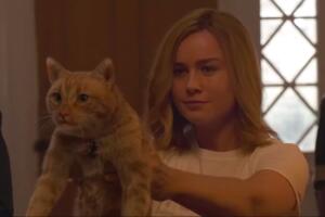 Captain Marvel 2019 - Animales adoptados y ahora estrellas.jpg