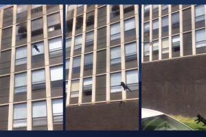 Gato sobrevive tras saltar de un edificio en llamas en Chicago