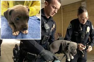 perra sobredosis fentanilo policía arresta dueños California