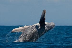 ballena-jorobada.jpg