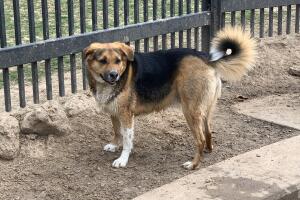 PERROS GALERIA/7-PERRO.jpg