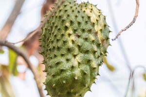 Entenda como a fruta pode fazer milagres para a saúde e a dieta
