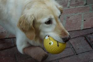 US-ANIMAL-RESCUE