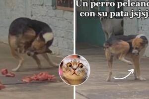 perrito_pelea_solo_tiktok