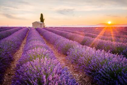 Las propiedades que posee la lavanda además de relajantes, sirven para atraer energías muy positivas. Por ejemplo, es ideal colocar lavandas en la entrada de tu casa, ya que son excelentes protectoras.