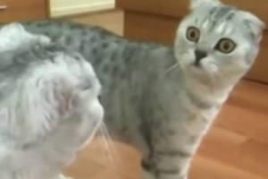 gatoassustado-reprod.png