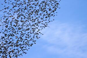 Bandada de aves
