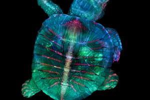 #1 - Zgoda_Turtle.jpg