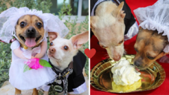 Dos perritos chihuahua "se casaron" para ser adoptados juntos: mira cómo fue la ceremonia