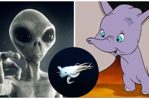 Extraña criatura marina se hace viral: un pulpo que se parece a Dumbo.