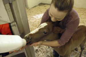 Caballos muertos en Arizona
