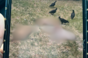 perros muertos tirados San Antonio zanja