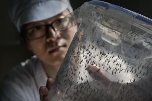 salud virus zika factoria china