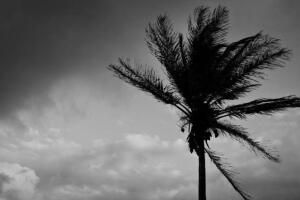 Palmera frente al viento