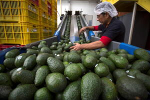 Aguacate Super Bowl