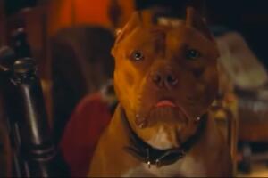 Película Once Upon A Time In Hollywood 2019 Brandy perro.jpg