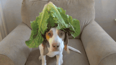 Perro