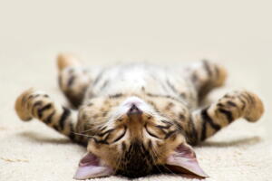 animais-sonham-2.jpg