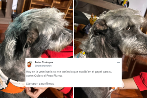 perro-corte-peso-pluma-viral (3).png