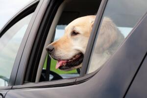 viajar-con-mascotas-2.jpg