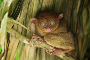 tarsier-mono-mas-pequeno-del-mundo-1.jpg