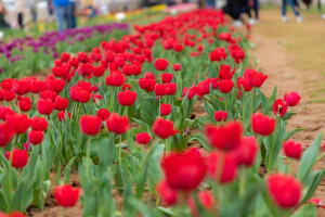 Texas Tulips2.png
