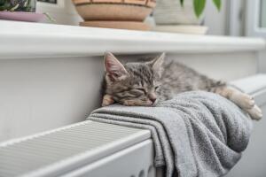 Cute little grey kitten