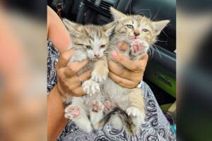 Escuchó rugir su auto, pero no era el motor… era un par de gatitos