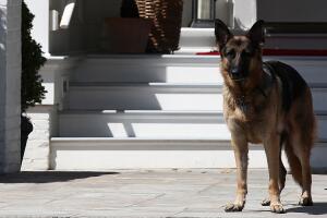 Champ, el mayor de los dos pastores alemanes de los Biden.