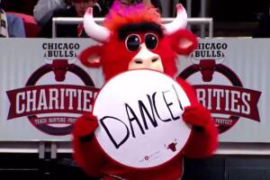 bulls_0.jpg
