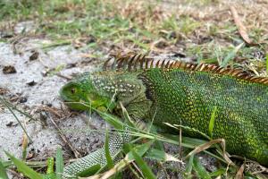 Silver Sands iguana