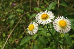 Vistazo a las flores silvestres que adornan la primavera texana