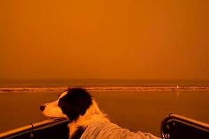 A view shows a dog covered in a blanket, against a blood-orange sky as wild bushfires rage in Mallacoota