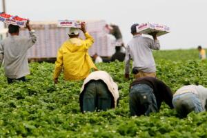 Trabajadores del campo