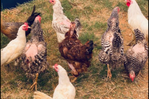 Chickens 4.PNG