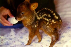 pudu-menor-cervo-do-mundo.jpg