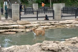 PERROS GALERIA/17-PERRO.jpg