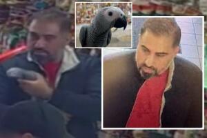 Urge hallar sospechoso robo 'Baby' loro gris africano Lake Forest