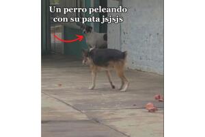perrito_pelea_solo_tiktok.jpg